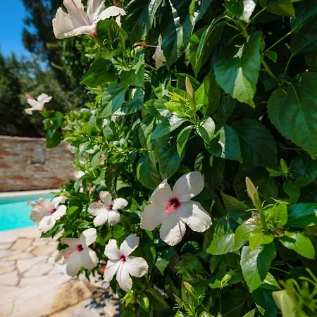 Anastasia Villa *