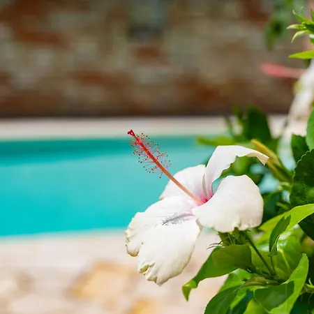 Anastasia Νησάκι